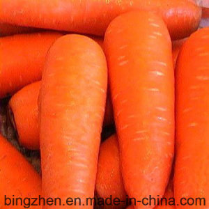 China Manufactory with Cheap Price New Crop Fresh Red Carrot