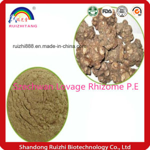 Professional Organic Szechwan Lovage Rhizome P. E with Good Quality