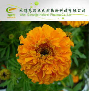High Quality Hot Sale Marigold P. E - Lutein on Sell