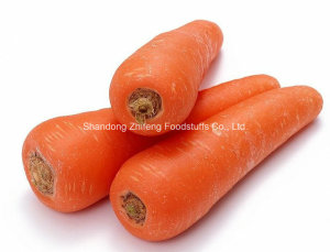 Fresh Carrot From Shandong China