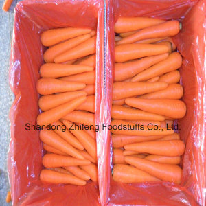Sweet Fresh Carrot with Good Price